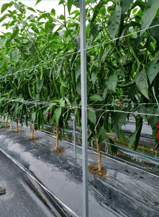 그린톡톡 오계상님의 고추 · 일상 작성글 사진