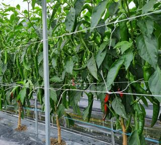 그린톡톡 오계상님의 고추 · 일상 작성글 사진