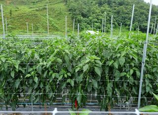 그린톡톡 오계상님의 고추 · 일상 작성글 사진