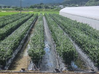 그린톡톡 오계상님의 고추 · 일상 작성글 사진