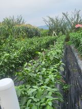 팜모닝 고추·일상 게시글 이미지