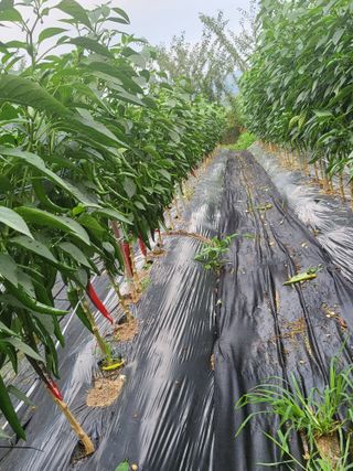 노근술님의 고추 · 일상 작성글 사진