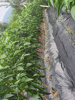 노근술님의 고추 · 일상 작성글 사진