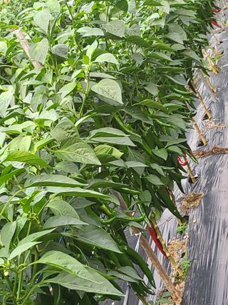 노근술님의 고추 · 일상 작성글 사진