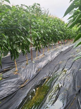 노근술님의 고추 · 일상 작성글 사진