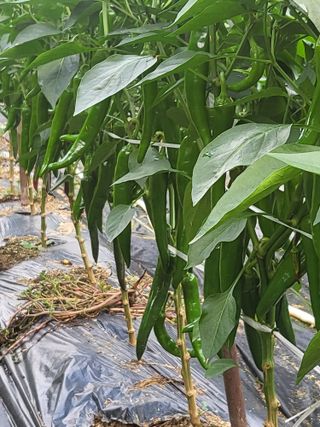 노근술님의 고추 · 일상 작성글 사진