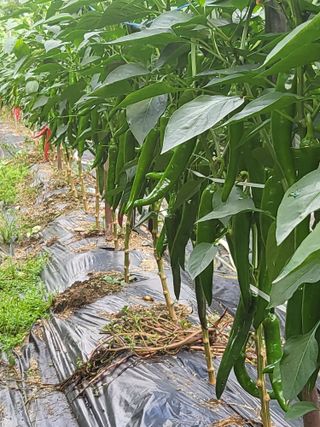 노근술님의 고추 · 일상 작성글 사진