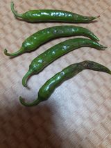 팜모닝 고추·병해충상담 게시글 이미지