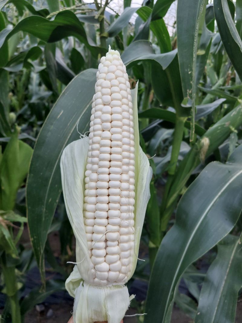 장터 상품 [괴산 대학 찰옥수수 30개] 썸네일