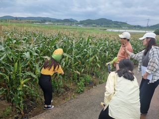 이승필님의 옥수수 · 자유게시판 작성글 사진