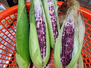 이승필님의 옥수수 · 자유게시판 작성글 사진