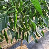 팜모닝 고추·일상 게시글 이미지