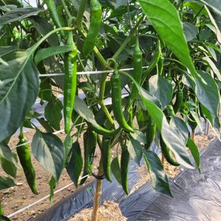 방형달님의 고추 · 일상 작성글 사진