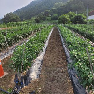 방형달님의 고추 · 일상 작성글 사진