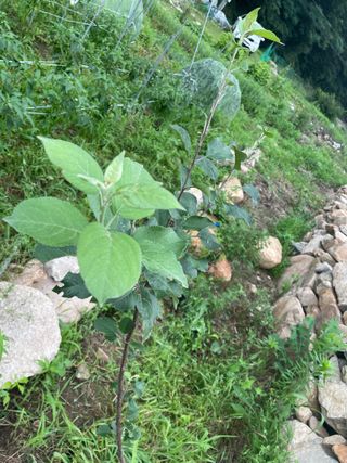 도곡님의 자유주제 · 자유게시판 작성글 사진