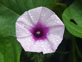 김광석님의 고구마 · 자유게시판 작성글 사진