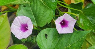 김광석님의 고구마 · 자유게시판 작성글 사진