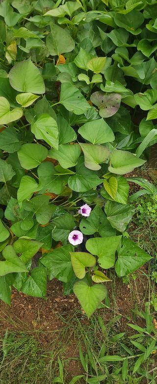 김광석님의 고구마 · 자유게시판 작성글 사진