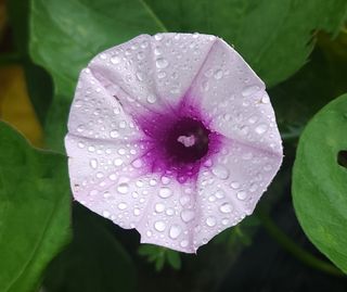 김광석님의 고구마 · 자유게시판 작성글 사진