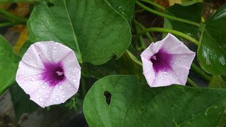 김광석님의 고구마 · 자유게시판 작성글 사진