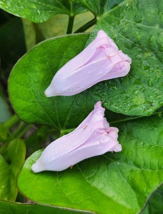 김광석님의 고구마 · 자유게시판 작성글 사진