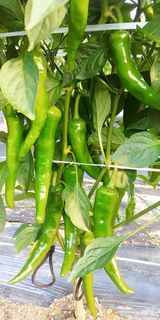 팜모닝 고추·비료•농약 게시글 이미지