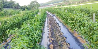 처마밑에추녀님의 고추 · 비료•농약 작성글 사진