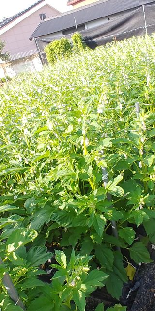 처마밑에추녀님의 고추 · 비료•농약 작성글 사진