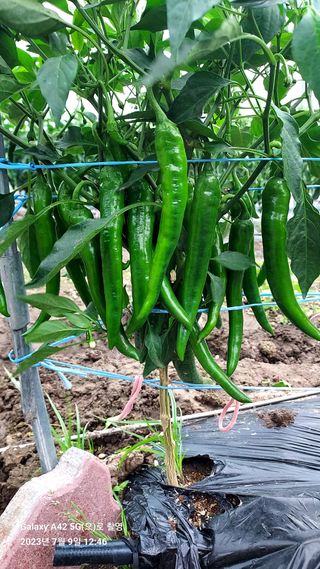 오남현님의 고추 · 일상 작성글 사진