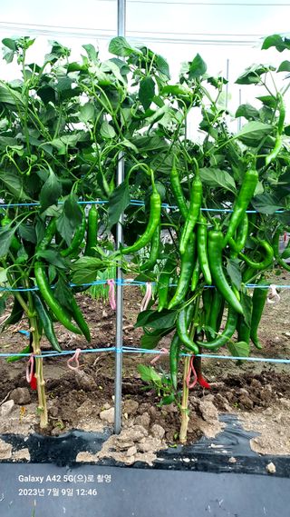 오남현님의 고추 · 일상 작성글 사진