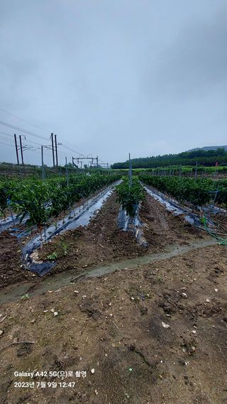 오남현님의 고추 · 일상 작성글 사진
