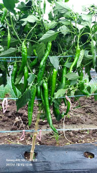 오남현님의 고추 · 일상 작성글 사진