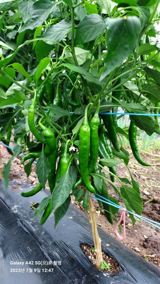 오남현님의 고추 · 일상 작성글 사진
