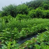 팜모닝 복숭아·자유게시판 게시글 이미지