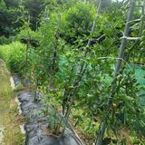 팜모닝 복숭아·자유게시판 게시글 이미지