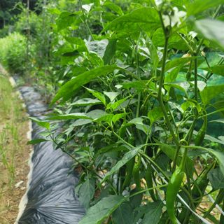 강대득님의 복숭아 · 자유게시판 작성글 사진