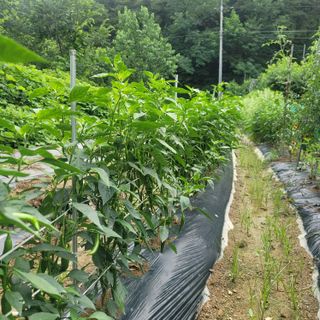 강대득님의 복숭아 · 자유게시판 작성글 사진