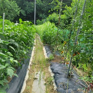 강대득님의 복숭아 · 자유게시판 작성글 사진