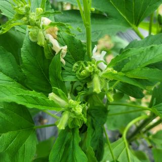 강대득님의 복숭아 · 자유게시판 작성글 사진