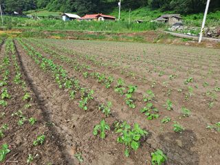 김영미님의 들깨 · 영농일지 작성글 사진