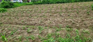 리윤구님의 들깨 · 병해충상담 작성글 사진