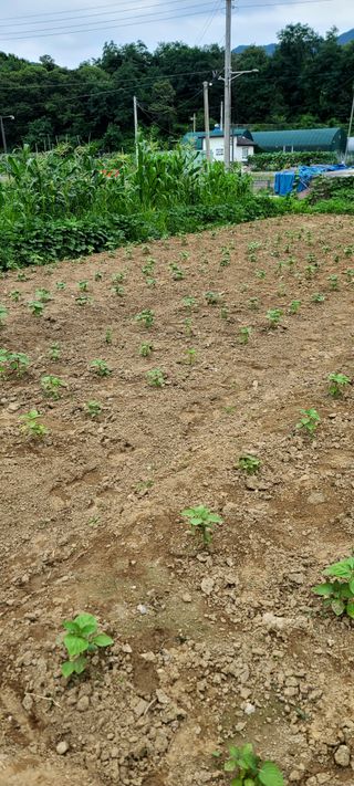 리윤구님의 들깨 · 병해충상담 작성글 사진