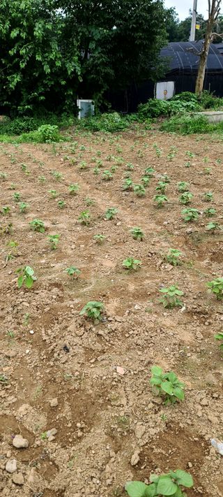 리윤구님의 들깨 · 병해충상담 작성글 사진