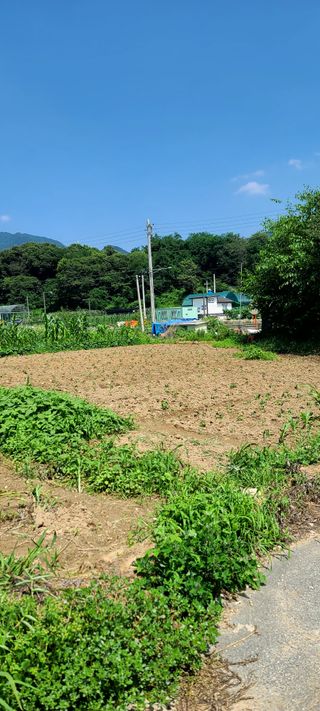리윤구님의 들깨 · 병해충상담 작성글 사진