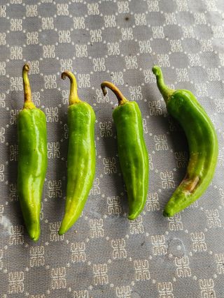 신삼현님의 고추 · 병해충상담 작성글 사진