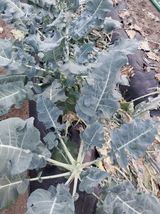 팜모닝 자유주제·건의해요 게시글 이미지