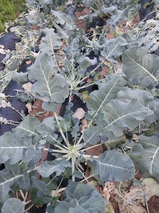 괴산 순정농부님의 자유주제 · 건의해요 작성글 사진