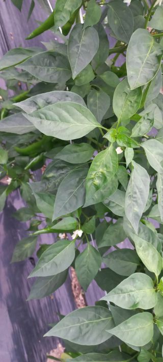 장도리님의 고추 · 병해충상담 작성글 사진