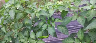 장도리님의 고추 · 병해충상담 작성글 사진