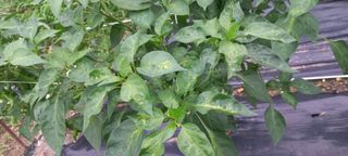 장도리님의 고추 · 병해충상담 작성글 사진